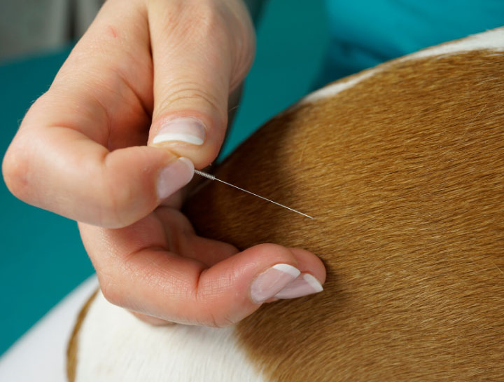 Acupuncture for Pets in Eugene