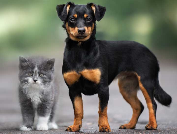 Puppy & Kitten Vaccinations