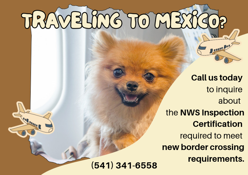 Carousel Slide 1: Learn more about International Pet Health Certificates >>