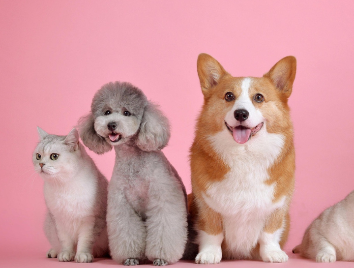 Tips to Save Money on Pet Care